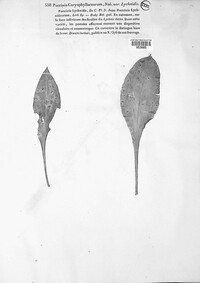 Puccinia caryophyllacearum image